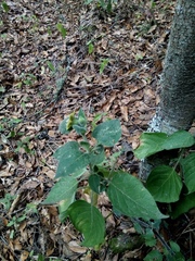 Physalis coztomatl