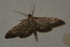 Anania lancealis