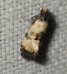 Neocochylis dubitana