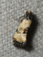 Neocochylis dubitana