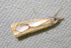 Catoptria pinella