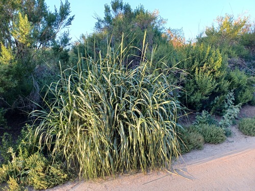 iNaturalist observation photo of giant wild rye