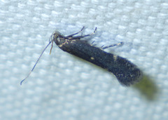 Aproaerema anthyllidella