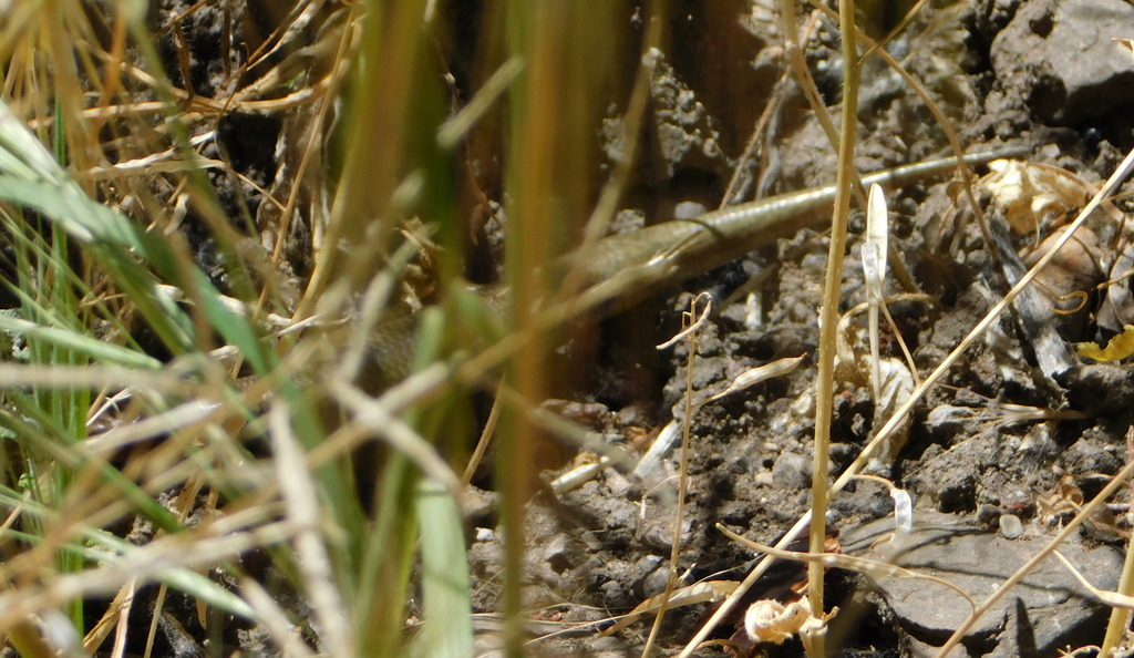 Gilbert's Skink in April 2019 by Eric Hough · iNaturalist