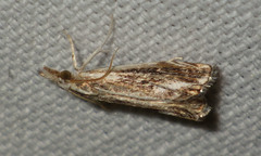 Catoptria verellus
