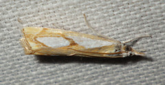 Catoptria pinella