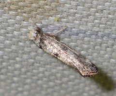 Swammerdamia pyrella