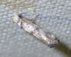 Swammerdamia pyrella