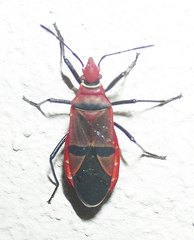 Dysdercus fasciatus