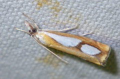 Catoptria