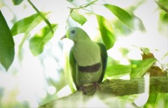 Ptilinopus leclancheri