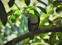 Ptilinopus leclancheri