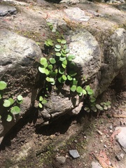 Lepisorus microphyllus