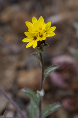 Lessingia tenuis
