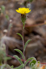Lessingia tenuis