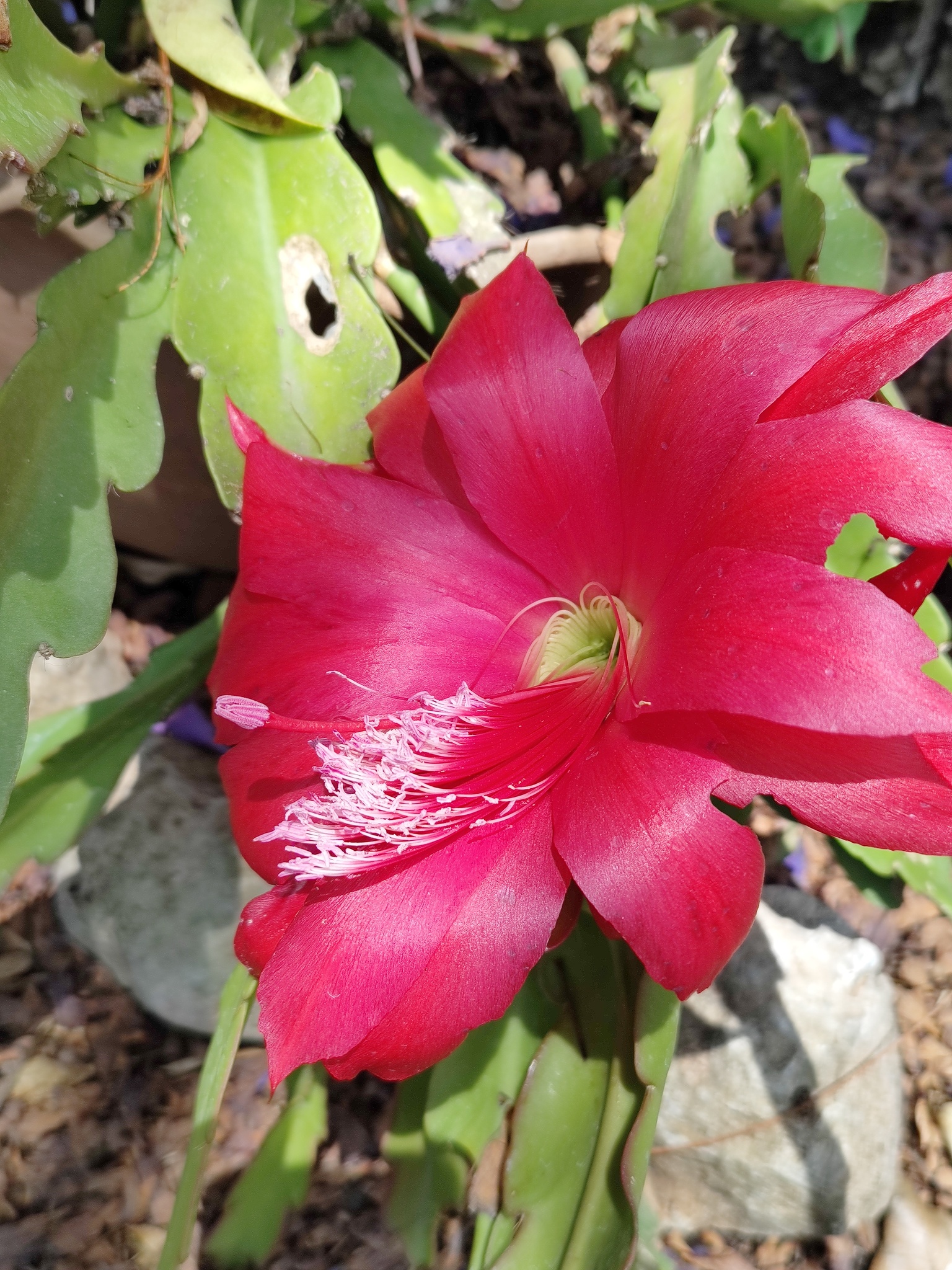 Imagem de Cacto-orquídea