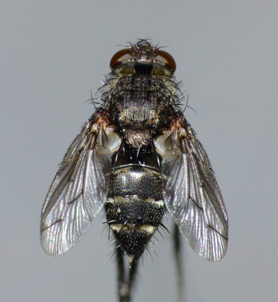 Plagiomyia longipes