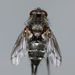 Plagiomyia longipes - Photo (c) Steve Kerr,  זכויות יוצרים חלקיות (CC BY), הועלה על ידי Steve Kerr