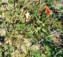 Solanum tomentosum tomentosum