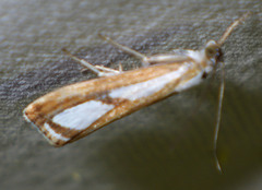 Catoptria