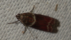Cryptoblabes bistriga