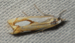 Catoptria