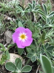 Phlox roemeriana