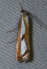 Catoptria