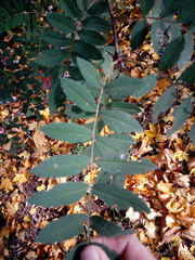 Sorbus cashmiriana