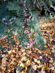 Sorbus cashmiriana