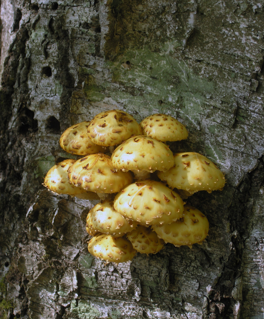Pholiota aurivella · September 2004 · photo: © igorrovkovsky (iNaturalist, cc-by)