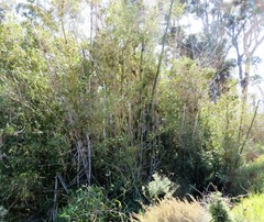 Bambusa oldhamii