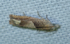 Eucosma conterminana