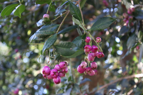 Piliocalyx observed 2024-04-29