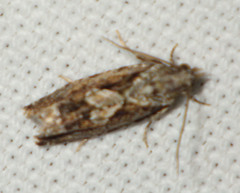 Eucosma conterminana