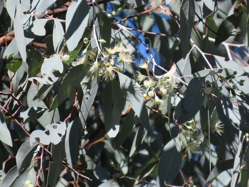 Image of Eucalyptus caleyi by (c) ian_mcallan, some rights reserved (CC BY)