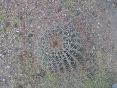 Ferocactus emoryi emoryi