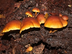 Gymnopilus ferruginosus