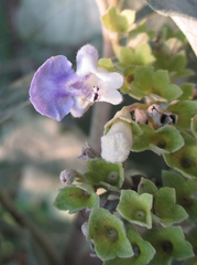 Vitex zeyheri