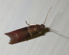 Cryptoblabes bistriga