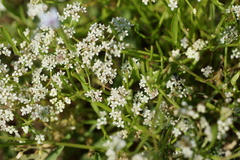 Limnosciadium pumilum