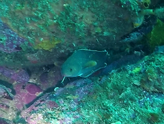 Lotella rhacina