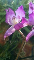 Laelia