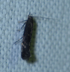 Aproaerema anthyllidella