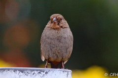 Melozone crissalis