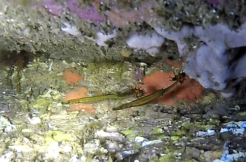 Upside-down pipefish (Heraldia nocturna) — Syngnathidae — 4