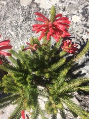 Erica abietina