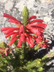 Erica abietina