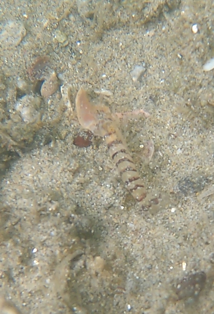 Alpheus rostratus