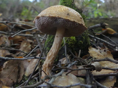 Austroboletus